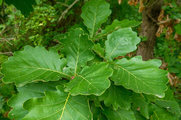 Quercus dentata Japanische Kaiser-Eiche