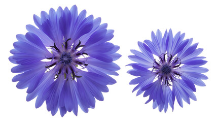 Blue flower image isolated on transparent