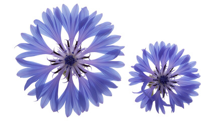 Blue flower image isolated on transparent background