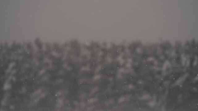 雪原と針葉樹の森