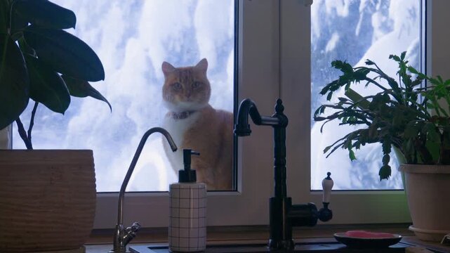 Ginger cat sitting outside by the kitchen window near the sink as a woman opens the window and lets the cat come inside from the cold. Warm indoor light contrasts with winter frost, creating a cozy, c