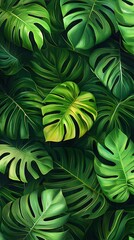 Monstera leaf design lush jungle tropical wallpaper image