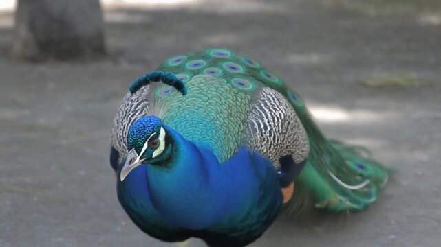A peacock with iridescent blue and green feathers. The peacock shows off its radiant plumage