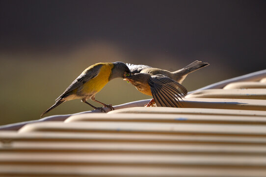 Pajaro dando de comer a su pichon
