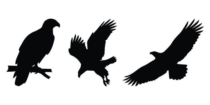 Black and white vector graphic of three eagles one is a flying bald eagle with white head, another is an eagle landing, and the third is perched on a branch.