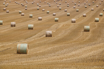 champs de bl&eacute; au mois de juillet, bottes de paille apr&egrave;s les moissons d'&eacute;t&eacute;