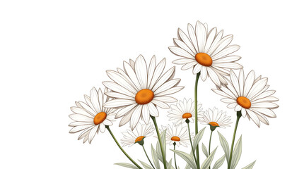 Fototapeta premium A beautiful arrangement of white daisies with bright orange centers, creating a fresh and cheerful atmosphere.