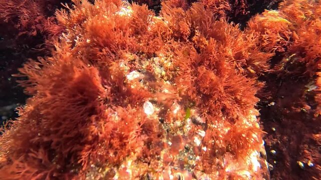 Black Sea, red macroalgae Ceramium rubrum on coastal rocks