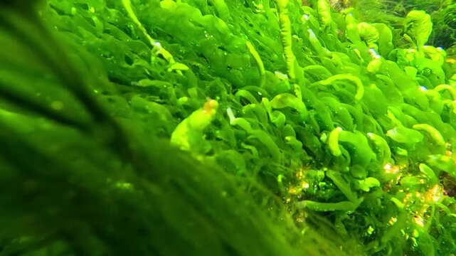 Coastal rocks overgrown with green algae Enteromorpha (Ulva) in the Black Sea near Odessa.