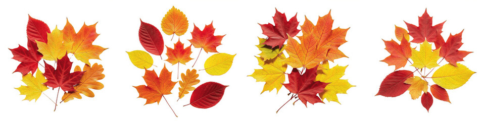 Collection of vibrant autumn maple leaves in red, orange, and yellow isolated on white background, fall season decorative elements.