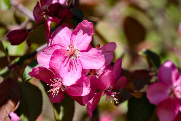 Obraz premium Pink flowers blooming in the sun light