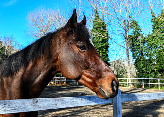 Portrait of a Bay Horse