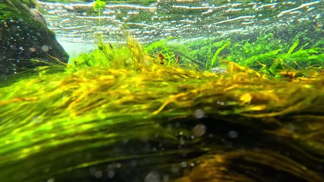 Black Sea, red and green macrophyte algae on rocks at the shore near Odesa.