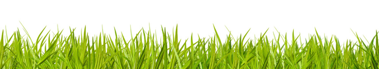 Fresh green grass grows in an outdoor setting during a sunny day in springtime isolated on...