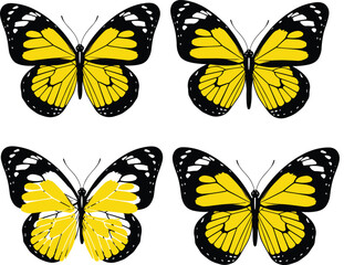 Obraz premium Butterfly symmetry icon set, yellow and black wings, nature illustration, biological variation graphic, insect comparison silhouette