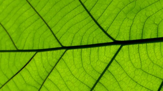 Macro shot of green leaf texture with backlit sunlight showing veins pattern