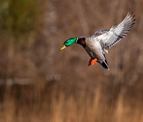 Obraz premium duck in flight