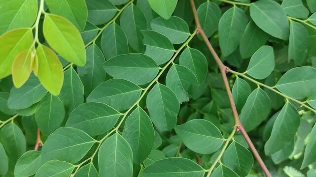 Fresh green moringa oleifera leaves on branch in nature garden