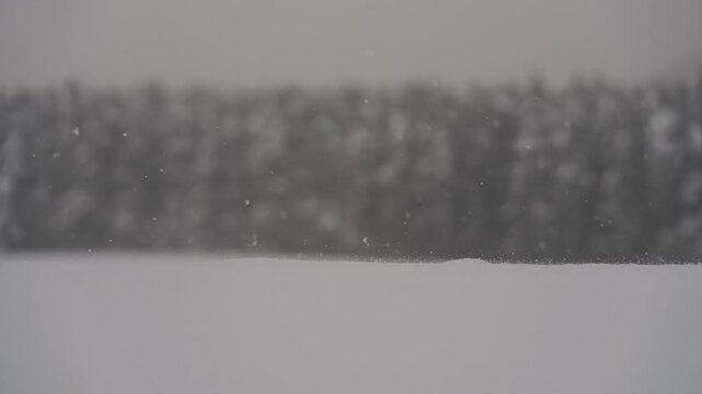 雪原と針葉樹の森