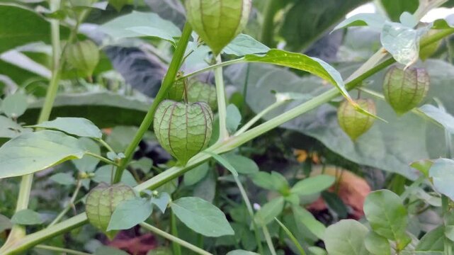 Close up of Ground Cherry fruit (Physalis angulata L.) on the tree with green leaves background