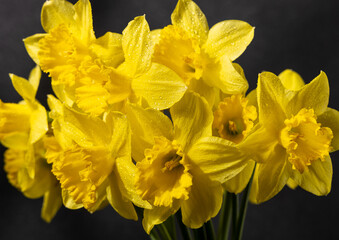 Obraz premium Yellow daffodils showing spring bloom and fresh water drops