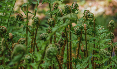 Close-up of young fern fiddleheads unfurling in lush green forest. Natural spring growth, botanical texture, wild plants, fresh foliage, eco and nature background © Anastasiia