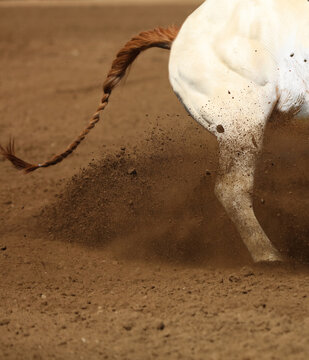 The hip and back leg of a horse is sliding in the dirt.