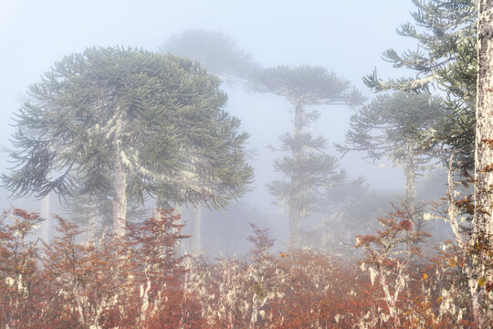 Atmospheric view of Araucaria araucana trees shrouded in fog. Featuring reddish undergrowth and ethereal lighting, perfect for nature, travel, and environmental projects.