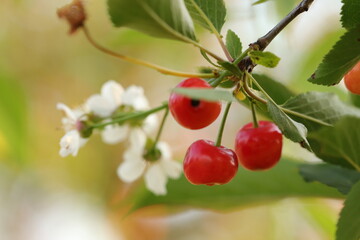 ciliegie sull'albero in estate