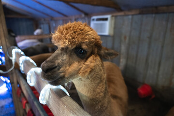 Obraz premium An Alpaca in a Stable at a Small Farm in Missouri