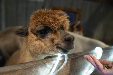 Obraz premium An Alpaca in a Stable at a Small Farm in Missouri