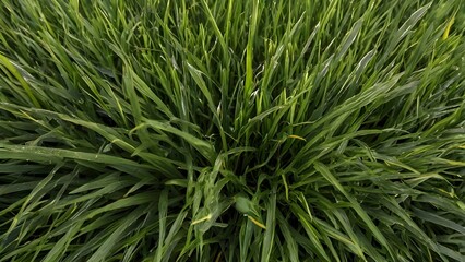 Natural Green Grass Texture Background