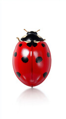 Fototapeta premium Close-up of a red ladybug with black spots on a white background. 