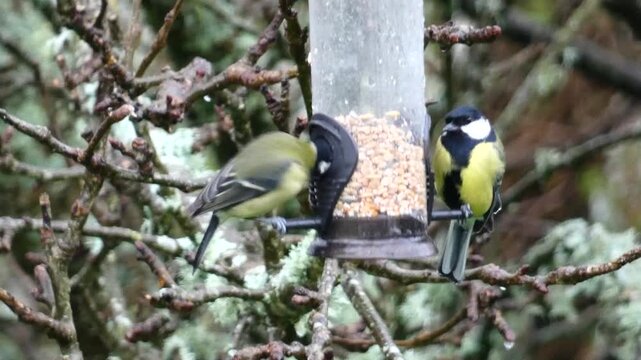 Two tits are eating from a bird feeder in the garden