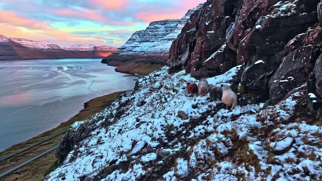 Sheep standing on snowy step cliff edge overlooking jord at sunset