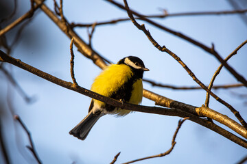 Obraz premium titmouse bird sits on a branch in winter