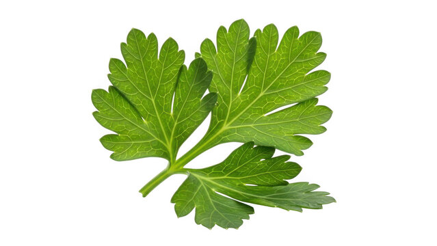 Fresh parsley leaf isolated on transparent background