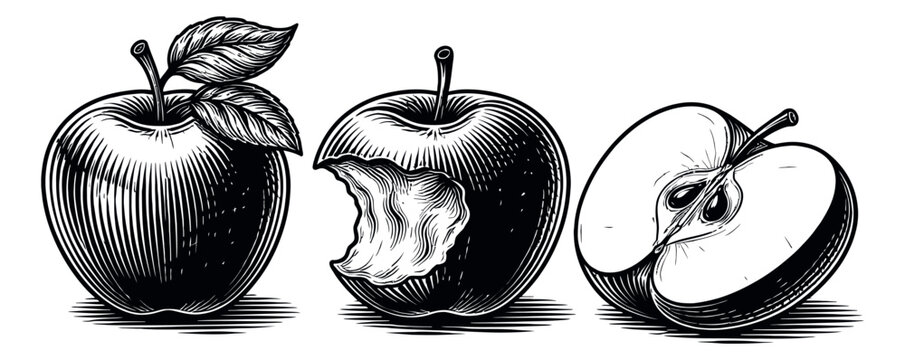 Engraving style hand drawn apple set featuring a whole, bitten, and half apple for food and healthy nutrition themes
