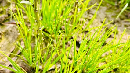 Obraz premium Dew drop on grass with sunlight is bokeh. drop water on fresh Juicy lush of morning and after the rain. outdoor nature on spring season. environmental conservation, eco concept.
