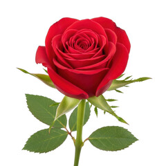 Naklejka premium A single vibrant red rose with a green stem and leaves against a white background
