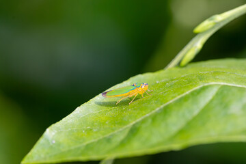 Cigarrinha-do-rododendro (Graphocephala fennahi)
