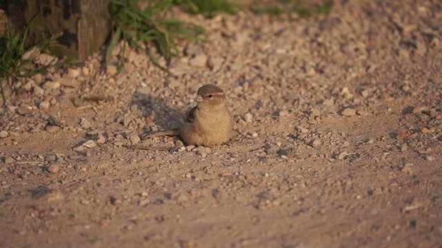 A female house sparrow (Passer domesticus) taking a dust bath (slow motion)
