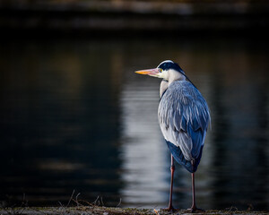 great blue heron in Kastoria lake