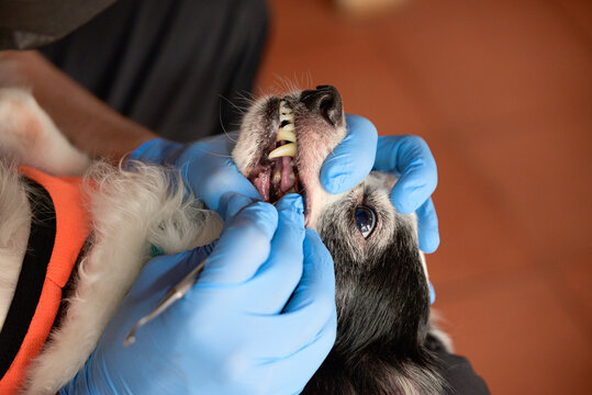 Periodontal care and canine dental prophylaxis at home without anesthesia, close up of senior female dog teeth cleaning, preventive oral hygiene and responsible pet health care