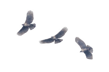 飛翔するクマタカの切り抜き画像