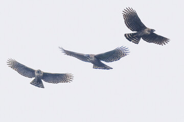 飛翔するクマタカの切り抜き画像