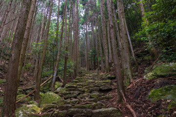 Fototapeta premium 日本の風景・夏 世界遺産 熊野古道（伊勢路） 松本峠