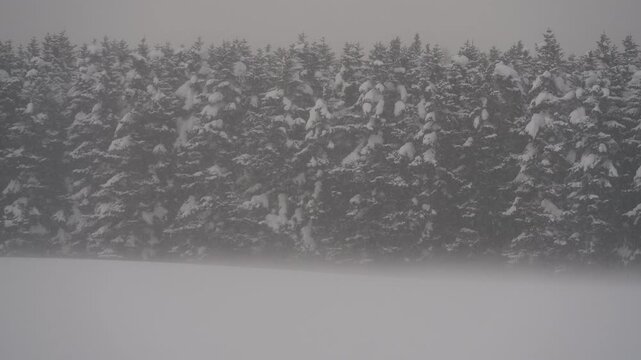 雪原と針葉樹の森