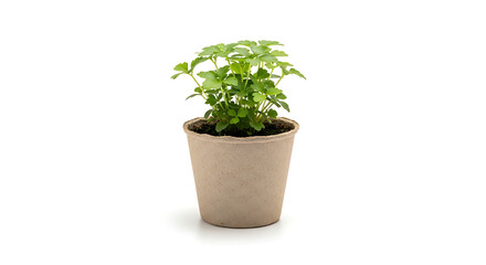 Green Herb in a Biodegradable Pot: A vibrant green herb thrives in a biodegradable pot, showcasing sustainable gardening and a connection to nature.