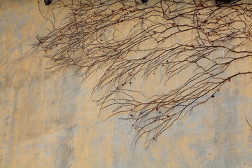 따뜻한 봄이 오는 야외 건물의 시멘트 벽에 자라는 줄기 식물 